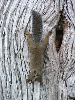 Squirrel Stuck on Tree