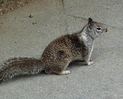 Ground Squirrel at Yosemite