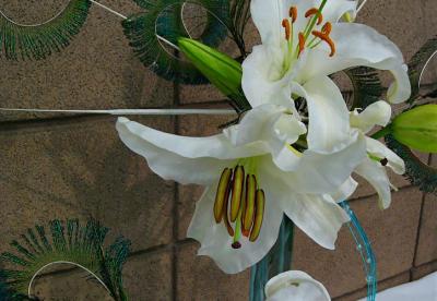 Lily Stamens