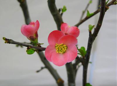 Pink Blossoms