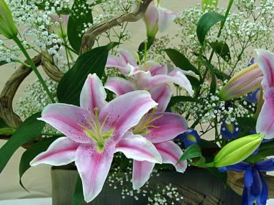 Pink Spotted Lilies