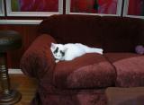 Macys Kitty on Couch