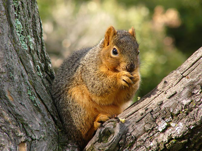 Squirrel In Tree