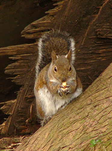 Squirrel In the Wood