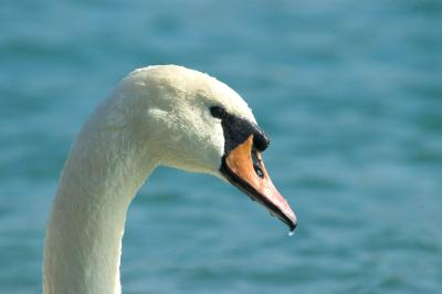 Swans (labudovi)