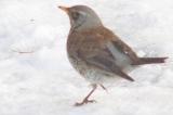 Fieldfare pic1