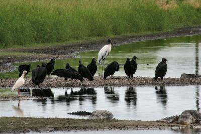 Wood stork with friends