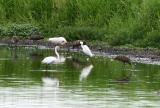 Some limpkins w egrets and ibis