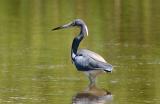 Tricolored heron up high
