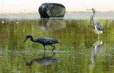 Tricolor heron and LB heron