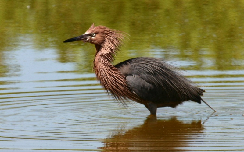 Reddish Egret (?)