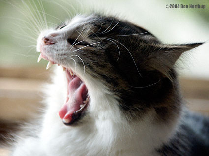 5464-fierce-yawn.jpg