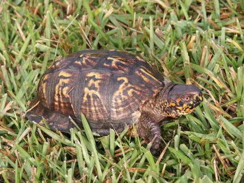 Turtle