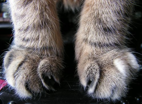 We Give You...PAWS