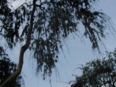 Very large web that Don put up in neighbors tree