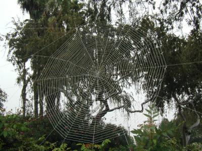 One of Don's webs in our trees