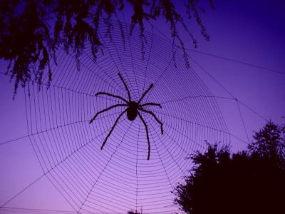 This web is about 10 feet across...our others are 18 feet across