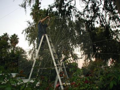 The webs are made with white masonry twine...in case you would like to try this at home...