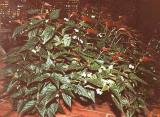 Begonia argenteo guttata.JPG