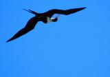 Frigate Bird Preening