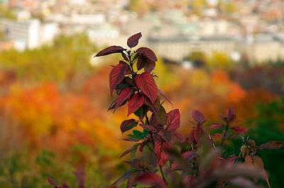 _MG_0286.jpg