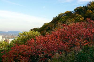 _MG_0288.jpg