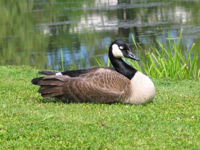 Goose Sleeping