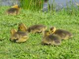 Newborn Goslings