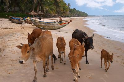 Cows On The Beach