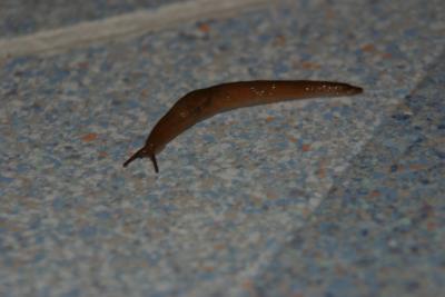 A new slug in my kitchen