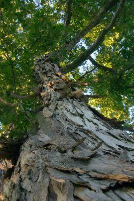 Carya ovata