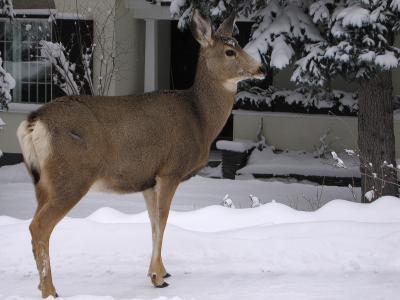 deer on lawn