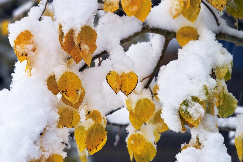Snows piled up on fall leaves