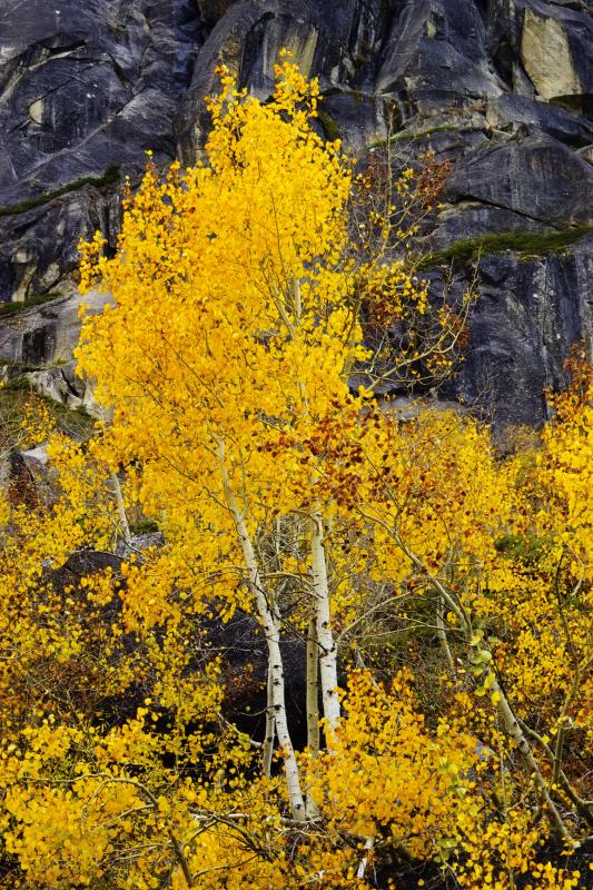 Aspen against Rock background by Donner Pass Rd.