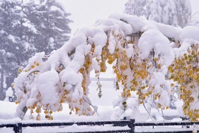 Heavy load, taken just minutes before ground crew came and shaked away the snows.