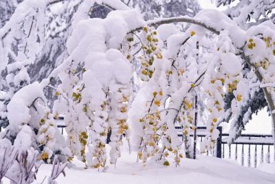 Heavy load, aspen @ near breaking point.