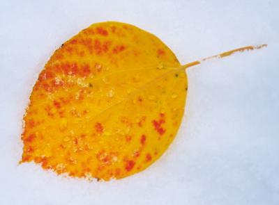 Fallen leaf on the Snow