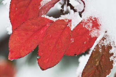 Ice on Crimson leaves