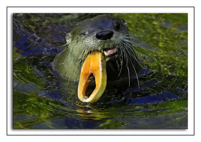 Otter with salmon