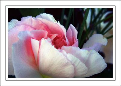 Soft carnation