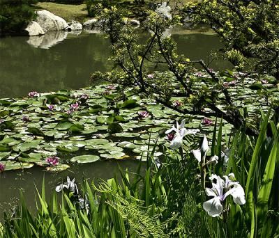Water Lilies, Iris, Fern