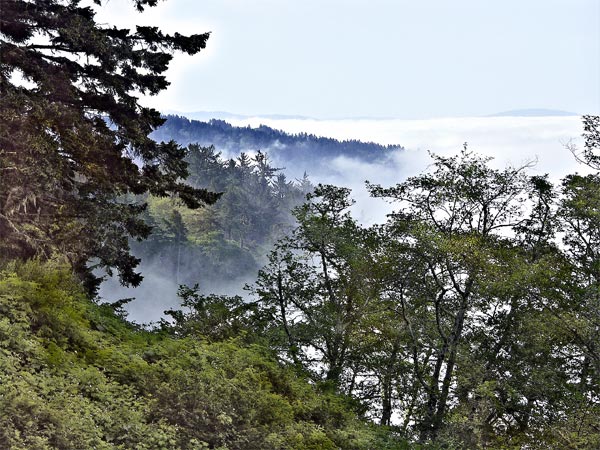 Fog and Trees