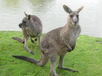 philip_island