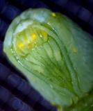 Chrysalis forming