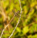 Roseate Skimmer - female