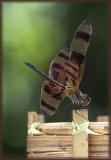 Halloween Pennant