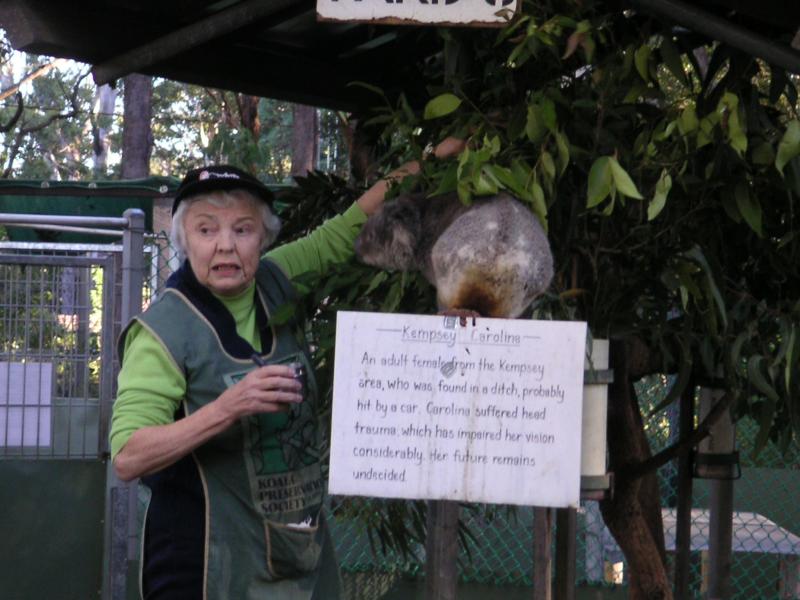 Koala Hospital