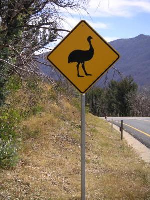 Watch out for emus