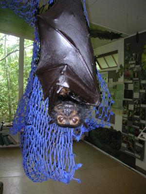 Pushkin the spectacled bat