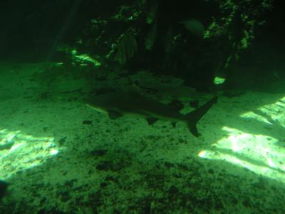 Black tipped reef shark